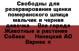 Свободны для резервирования щенки померанского шпица мальчик и черная девочка  - Все города Животные и растения » Собаки   . Ненецкий АО,Варнек п.